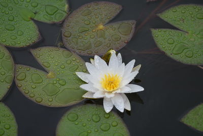 High angle view of white water lily blooming in lake