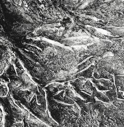 Full frame shot of tree