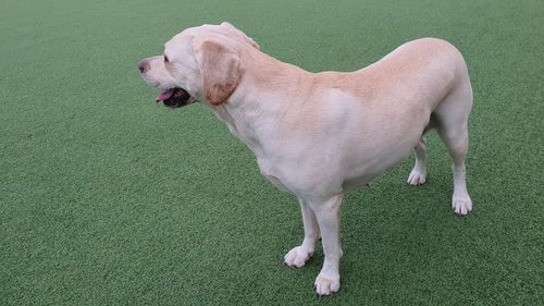 Side view of dog sticking out tongue on field