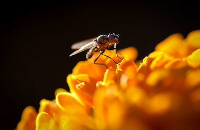 Close-up of insect on flower