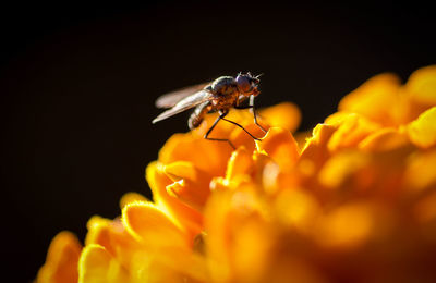 Close-up of fly on orange flower