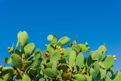 Low angle view of berries against clear blue sky