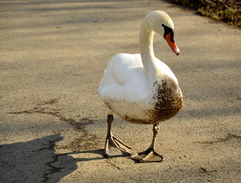 High angle view of white swan on footpath
