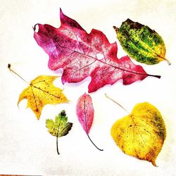 Close-up of autumn leaf