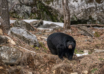 Close-up of bear