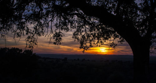 Silhouette trees against sky during sunset