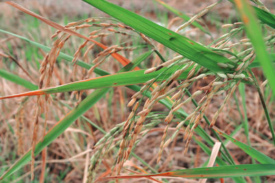 Close-up of crops growing on field