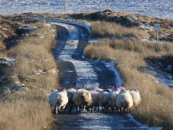 Flock of sheep in a field