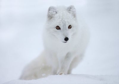 Arctic fox with brown eyes in the snow in winter.