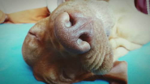 Close-up of dog resting