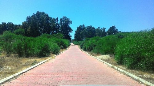 Empty road along trees