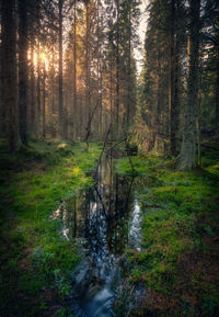 Stream flowing amidst trees in forest