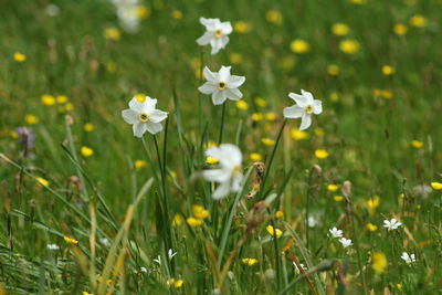 Close-up of white daisy flowers blooming in field