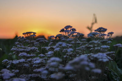 Close-up of plants against sky during sunset