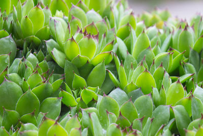 Close-up of succulent plant