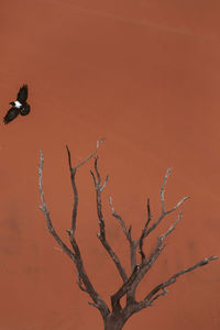 Dry tree with a bird from the namibian desert