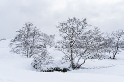 Bare trees on snow covered land against sky