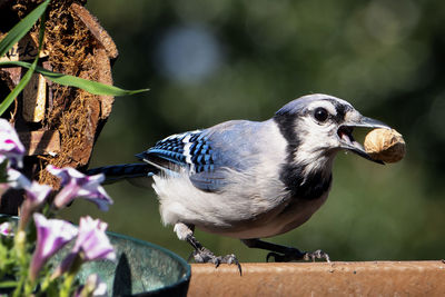 Bluejay finds a peanut on the deck