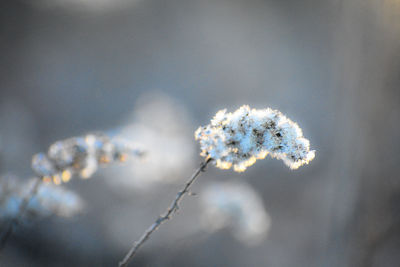 Close-up of frozen plant
