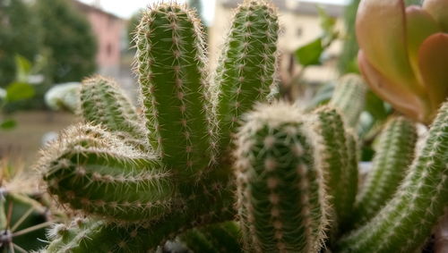 Close-up of succulent plant