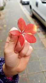 Close-up of hand holding red flower