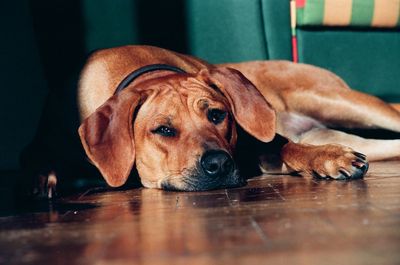 Portrait of rhodesian ridgeback lying down on floor at home