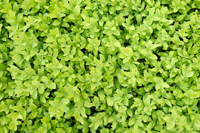 Full frame shot of leaves on field