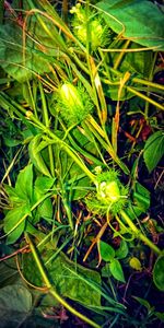 High angle view of green plant on field