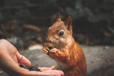 Close-up of squirrel eating food