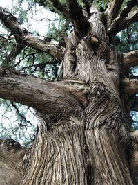 Low angle view of tree trunk in forest