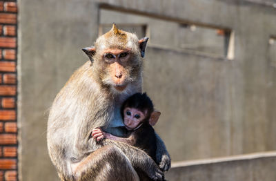 Take care for the monkey baby in thailand southeast asia