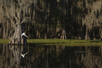 View of birds in lake against trees in forest