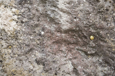 Full frame shot of lizard on rock