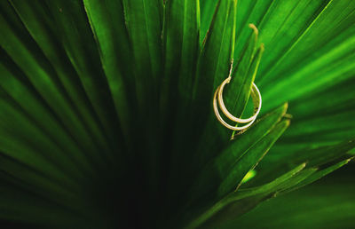 Close-up of green leaves