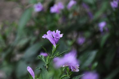 Close-up of purple flowering plant