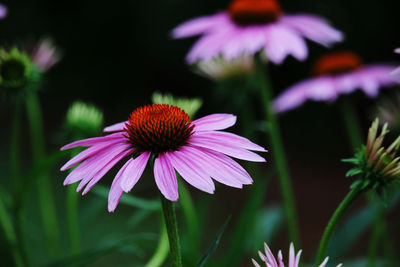 Close-up of pink flower