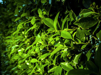 Close-up of green leaves