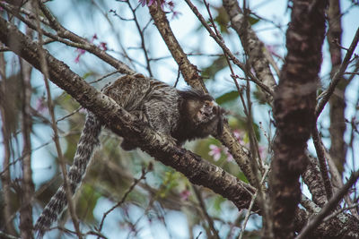 Low angle view of squirrel on tree in forest