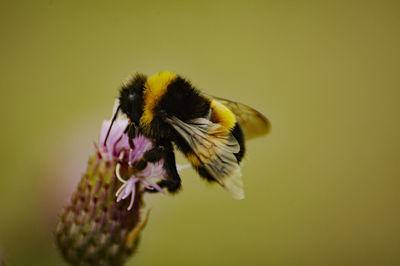 Close-up of bee pollinating on flower