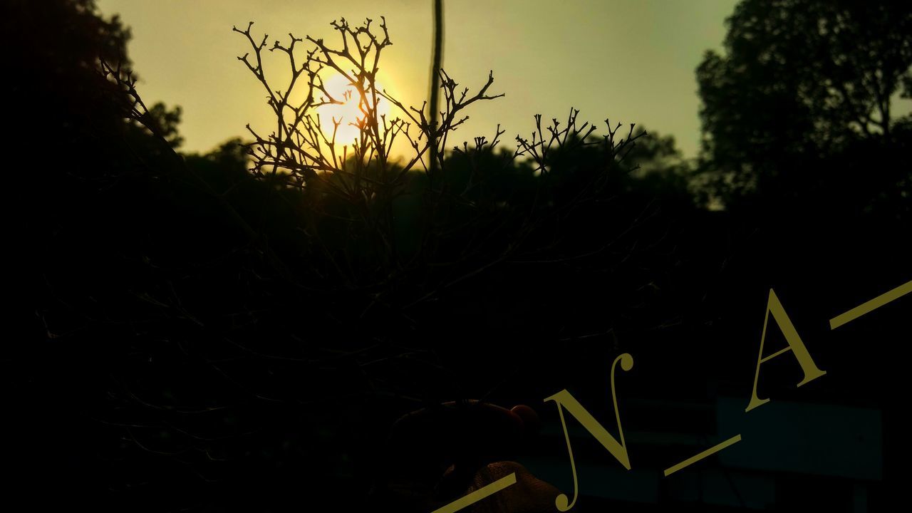 LOW ANGLE VIEW OF TREE AGAINST SKY