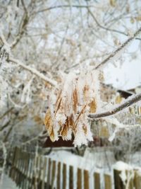 Close-up of frozen plant