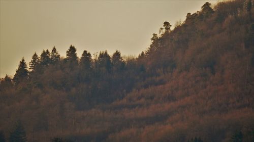 Trees in forest against sky