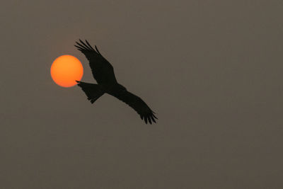 Flight with sun