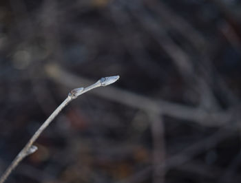 Close-up of snow on twig