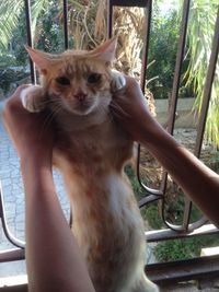 Close-up of hand holding cat