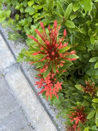 High angle view of red flowering plant