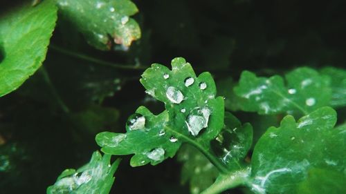 Close-up of raindrops on leaf