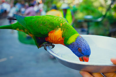 Cropped hand feeding rainbow lorikeet in container