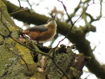 Low angle view of bird perching on branch