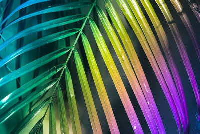 Full frame shot of palm leaf